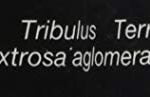 MDN-Tribulus-60-Cpsulas-B07B1PWR8L-2