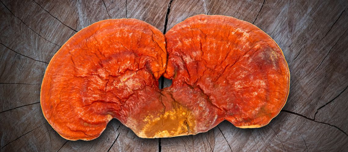 Ganoderma: El Hongo Milenario con Poderes Saludables