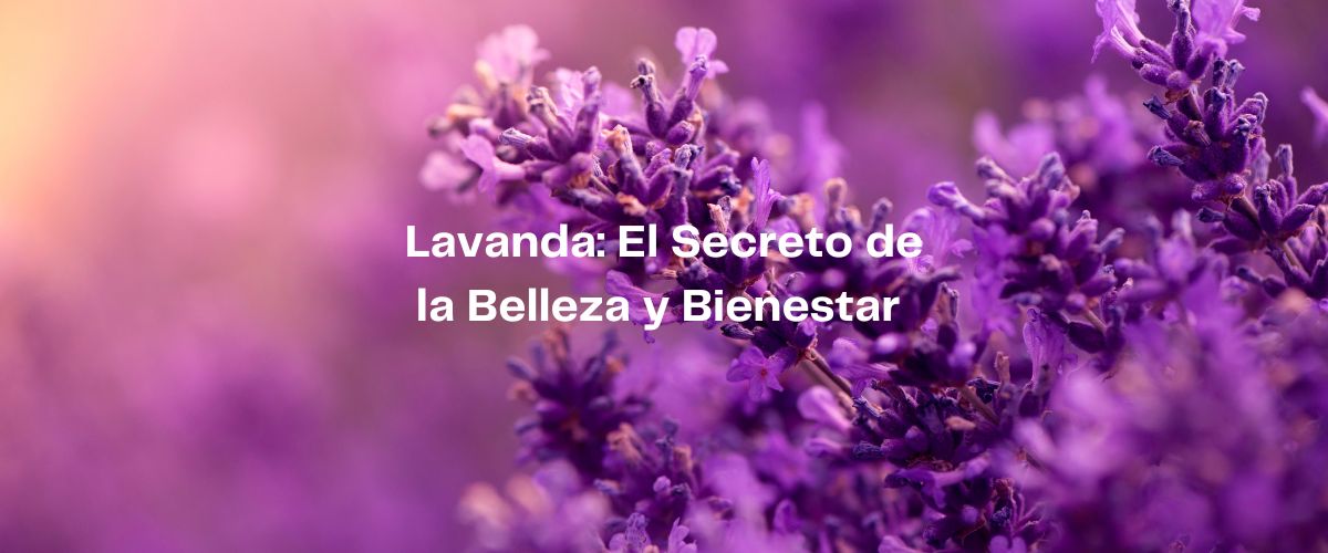 Lavanda: El Secreto de la Belleza y Bienestar – Descubre sus Asombrosos Beneficios