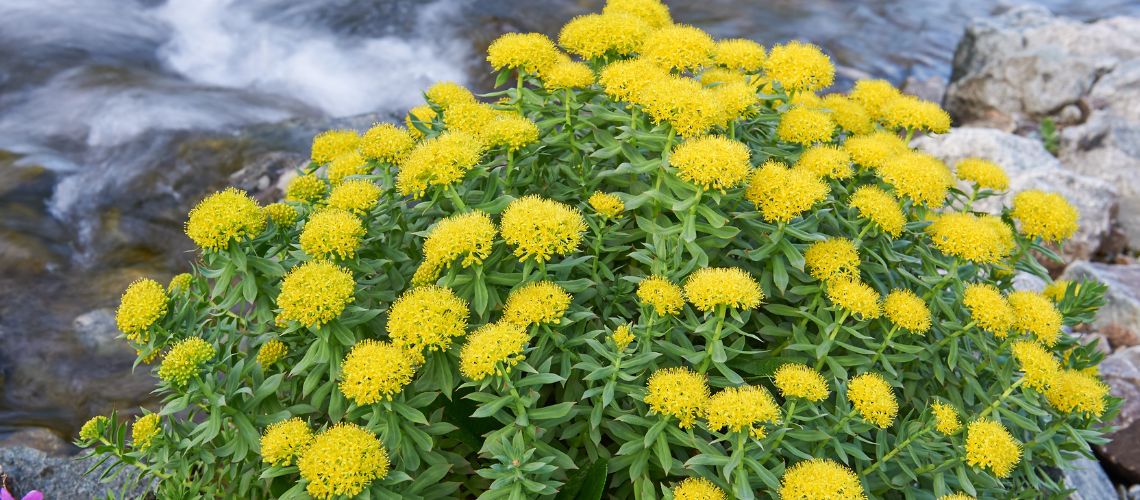 Radiola (Rhodiola rosea): El Adaptógeno Natural para la Energía y el Bienestar
