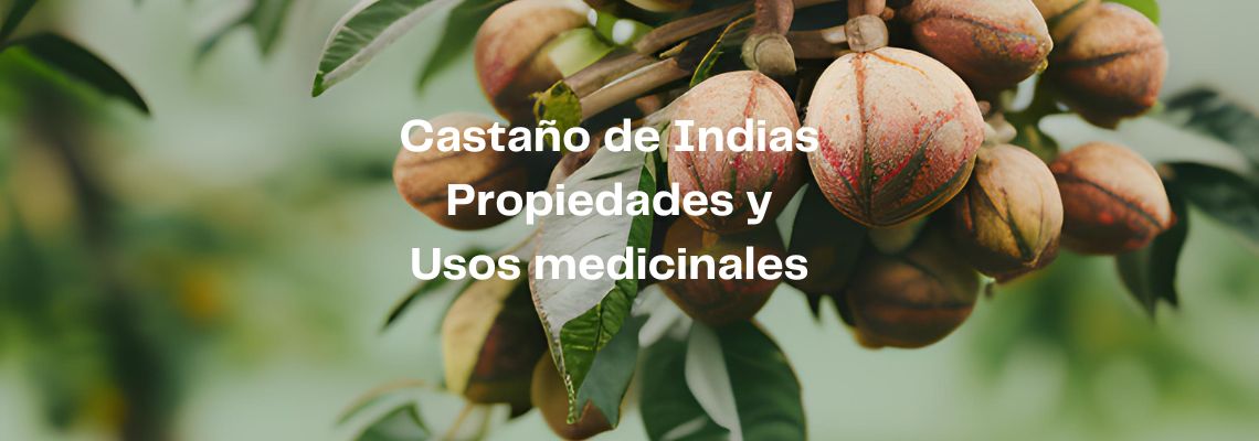 El Castaño de Indias, problemas y males que puede tratar.