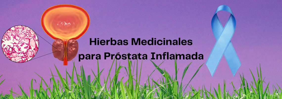 Combatir la próstata inflamada con hierbas medicinales: Síntomas y tratamientos naturales