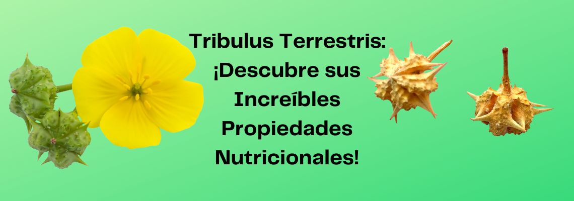 Tribulus Terrestris: ¡Descubre sus Increíbles Propiedades Nutricionales!