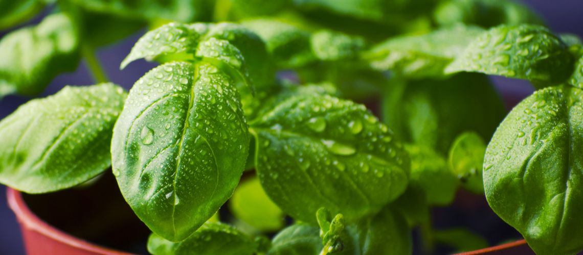 Albahaca: Una Hierba Aromática Llena de Sabores y Beneficios