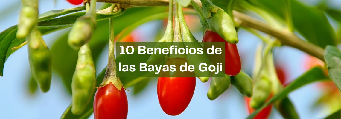 Los 10 beneficios de las bayas de goji en Casitodoonline
