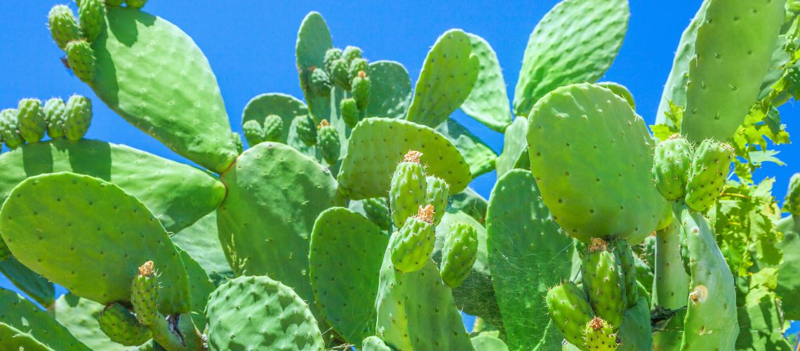 El Poder del Nopal: Superalimento para Controlar el Peso y Mejorar la Salud