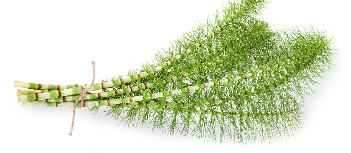 Descubre los 9 Beneficios Asombrosos de la Cola de Caballo para tu Salud