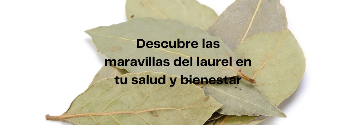 Descubre las maravillas del laurel en Casitodoonline