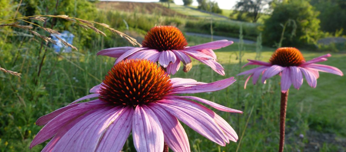 Echinacea: Beneficios, Propiedades y Cómo Utilizarla Correctamente