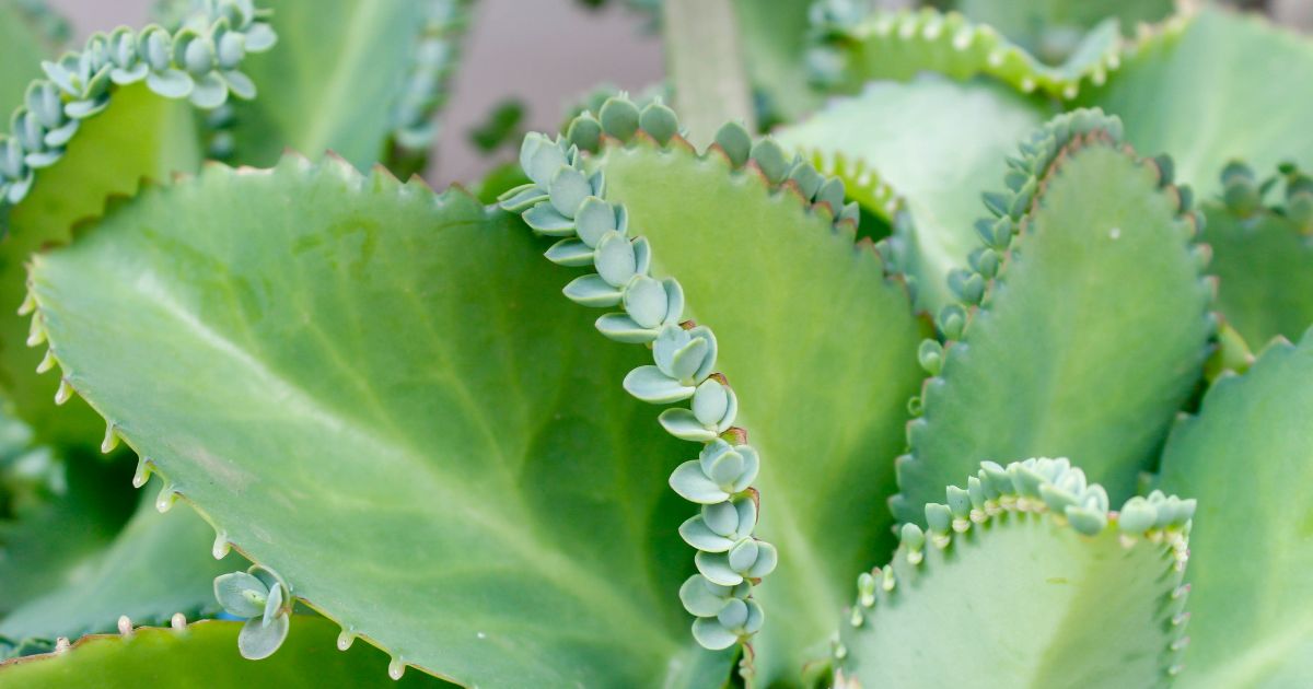 10 Asombrosos Beneficios del Kalanchoe para tu Salud y Bienestar
