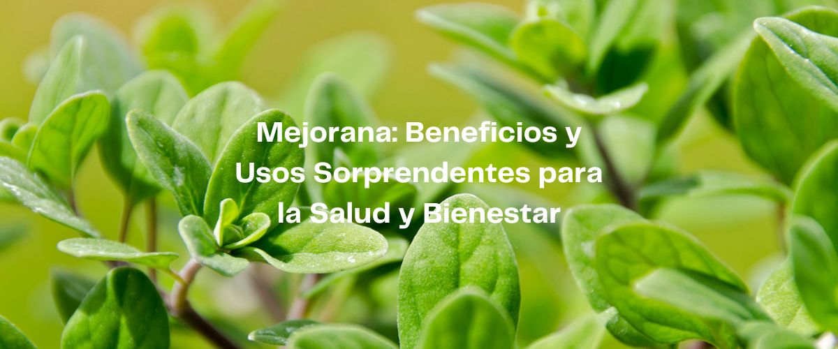 Mejorana: Beneficios y Usos Sorprendentes para la Salud y Bienestar