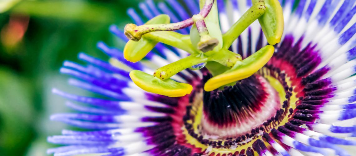 Pasiflora: Una planta milagrosa para tu bienestar