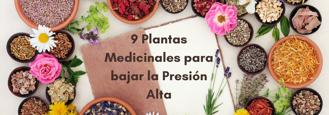 9 Plantas Medicinales Para Bajar la Presión Arterial