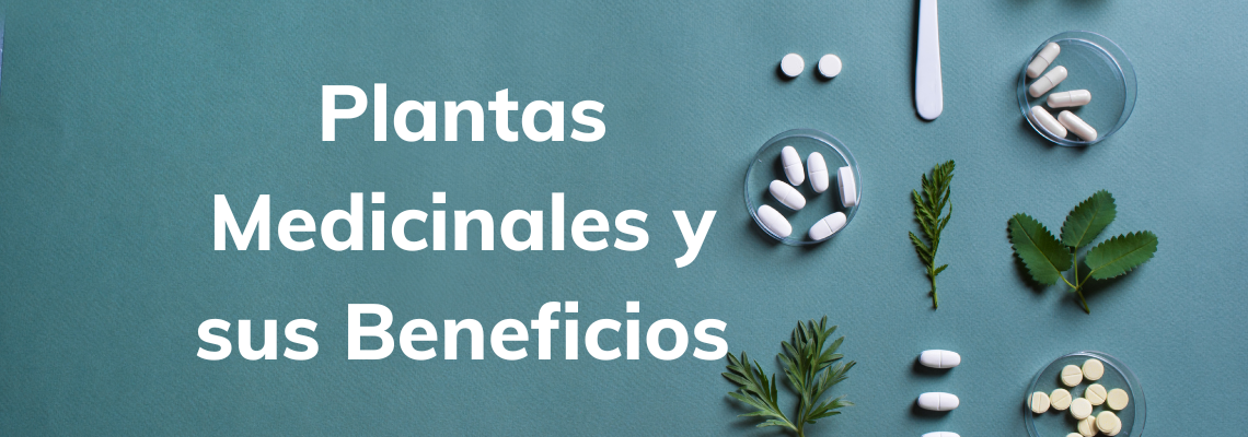 Plantas medicinales: Descubre sus beneficios para la salud