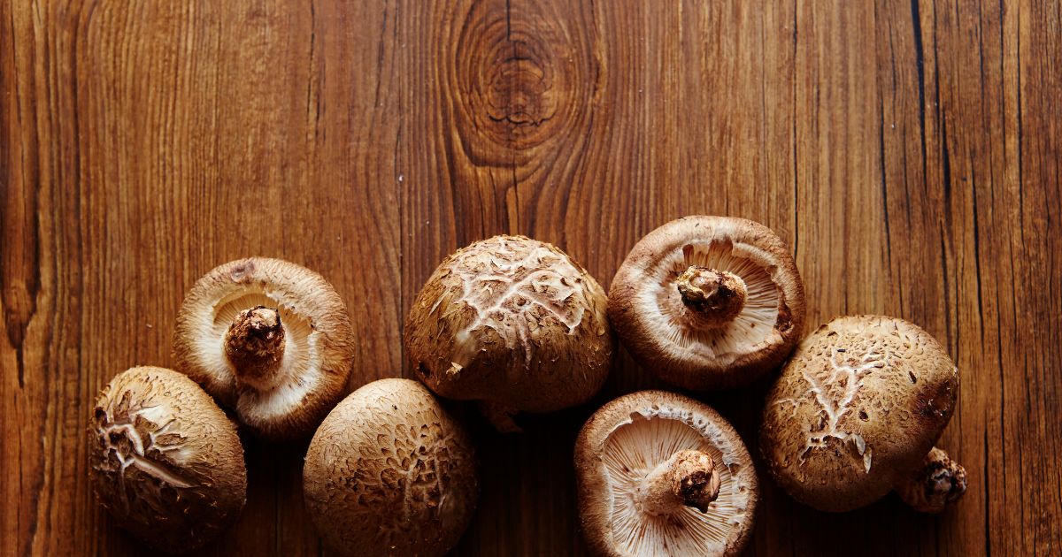 Shiitake en Casitodoonline