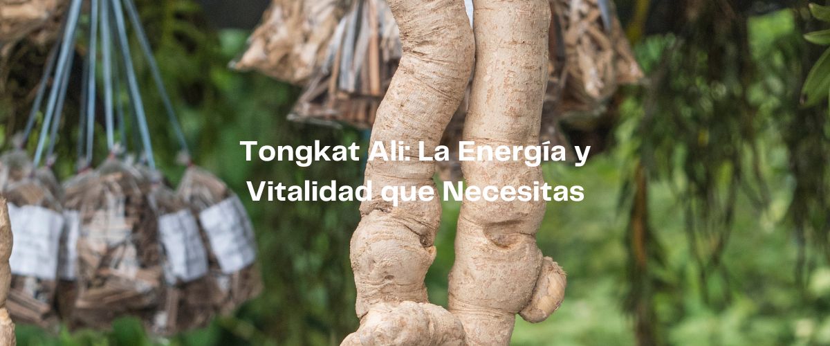 Tongkat Ali: La Energía y Vitalidad que Necesitas – Descubre sus Beneficios