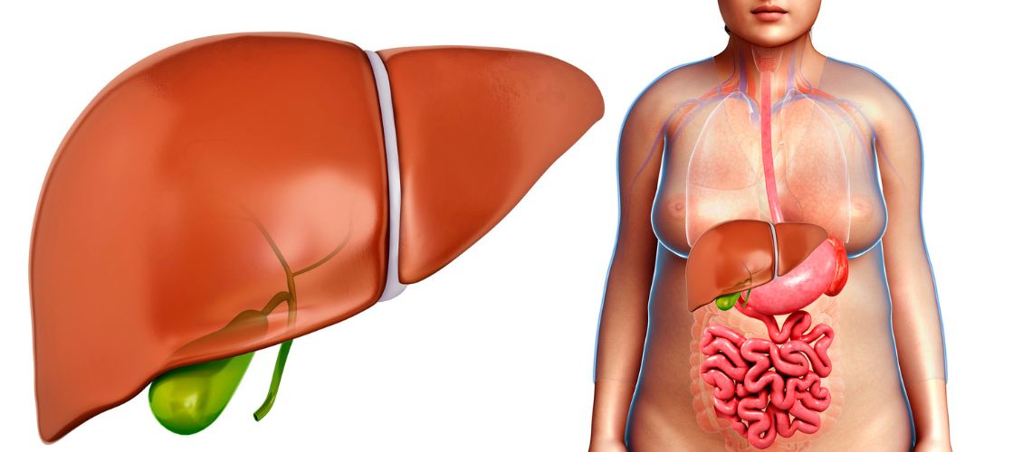 Vesícula Biliar: Todo lo que necesitas saber para una digestión saludable y sin problemas