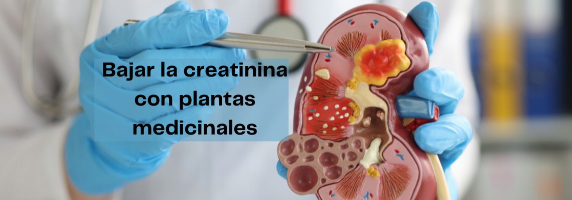 Descubre cómo bajar la creatinina con plantas medicinales y mejora tu salud
