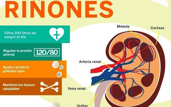 Consejos sobre el cuidado del riñón en Casitodoonline