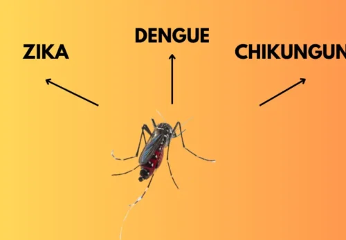 Mosquitos y Amenazas Tropicales: Descifrando el Enigma del Zika, Dengue y Chikungunya