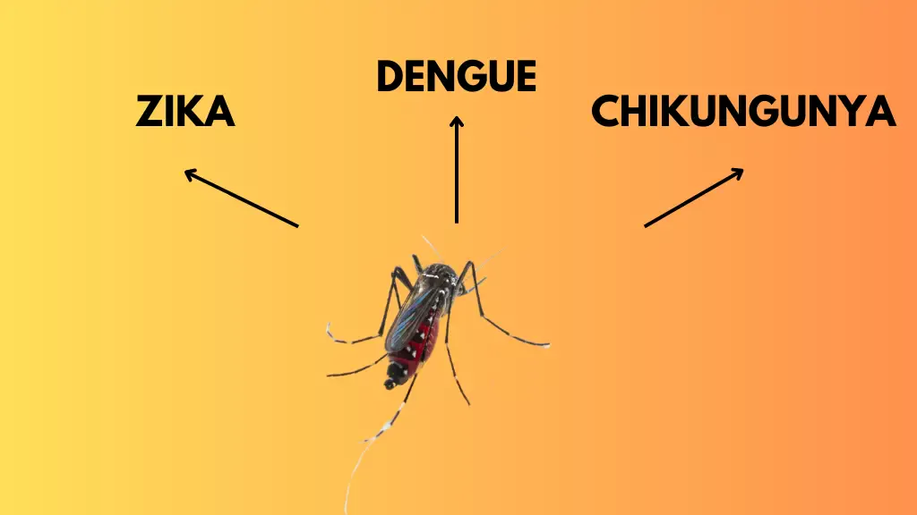 Mosquitos y Amenazas Tropicales: Descifrando el Enigma del Zika, Dengue y Chikungunya